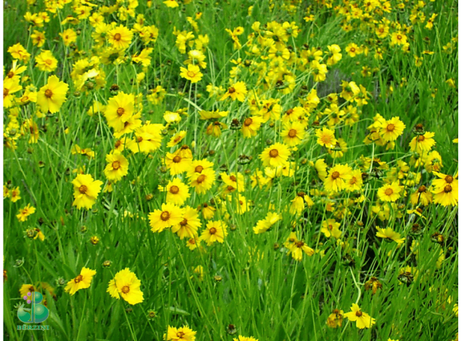 Coreopsis grandiflora